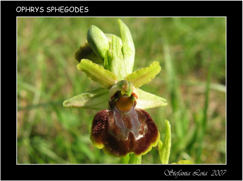 ophrys sphegodes